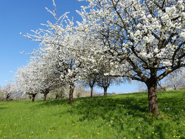 Kirschblütentour Markgräflerland