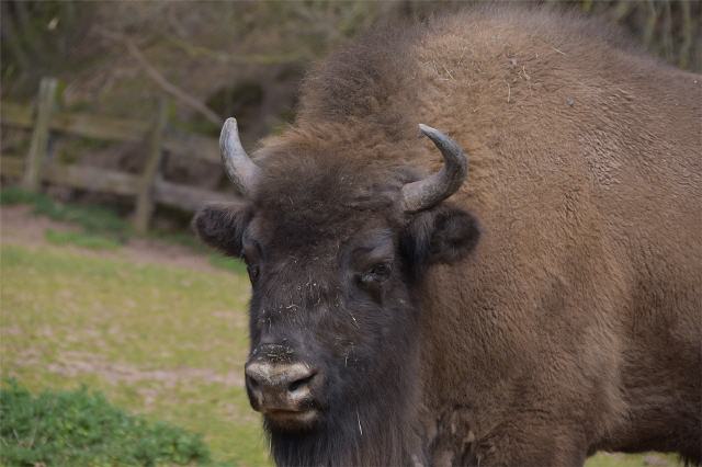 Wildpark in Silz/Südpfalz